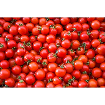 Tomato (9)-2604611-91815.webp